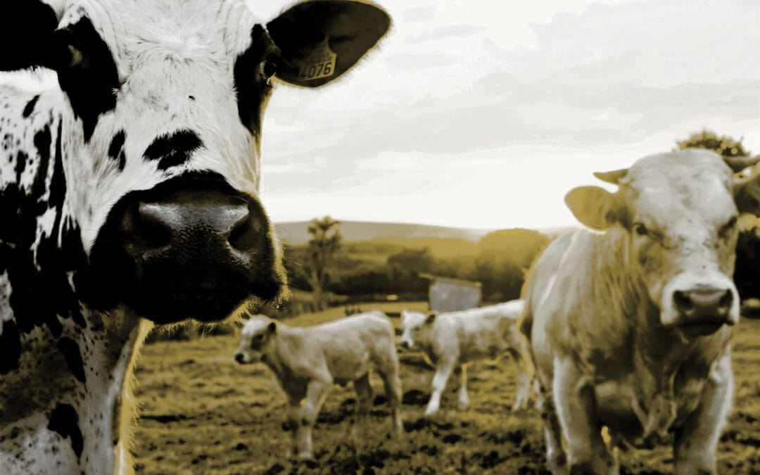 Rinderfarm Rendite: Der fette Cash-Cow-Deal in Paraguay