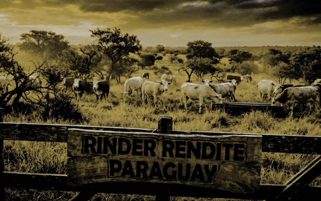 Rinderfarmen Paraguay: Lukrative Investition in landwirtschaftliche Sachwerte mit Zukunftpotenzial