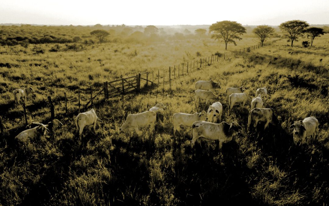 Investitionen in Rinderfarmen: Hohe Renditen durch alternative Rohstoff-Anlage in Viehwirtschaft