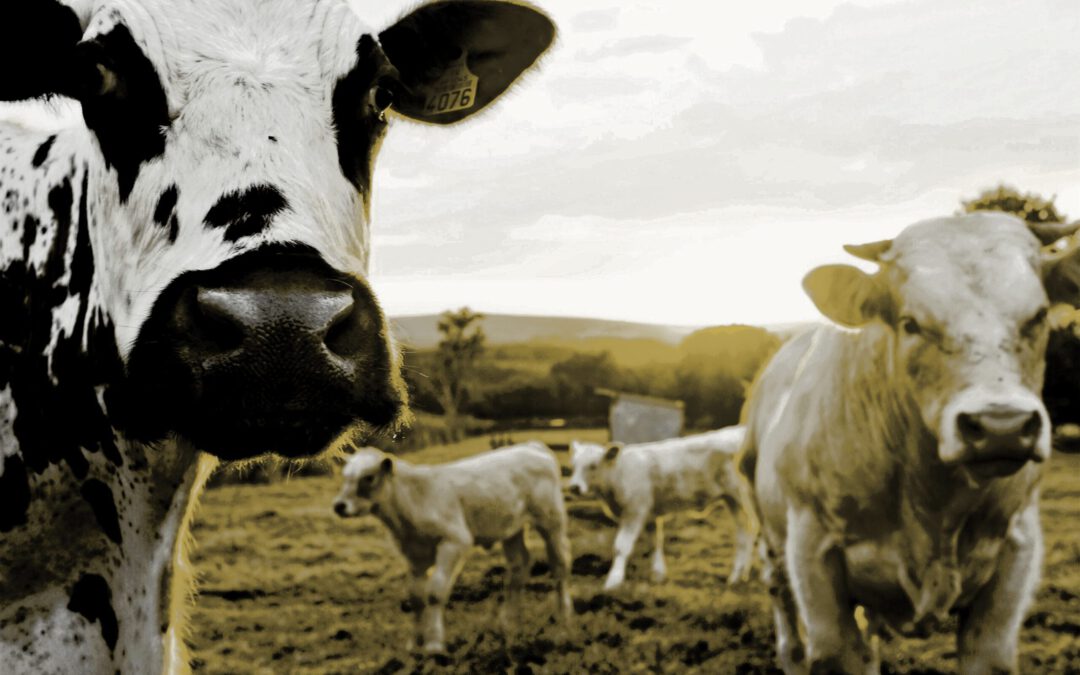 Rinderfarm Rendite: Der fette Cash-Cow-Deal in Paraguay