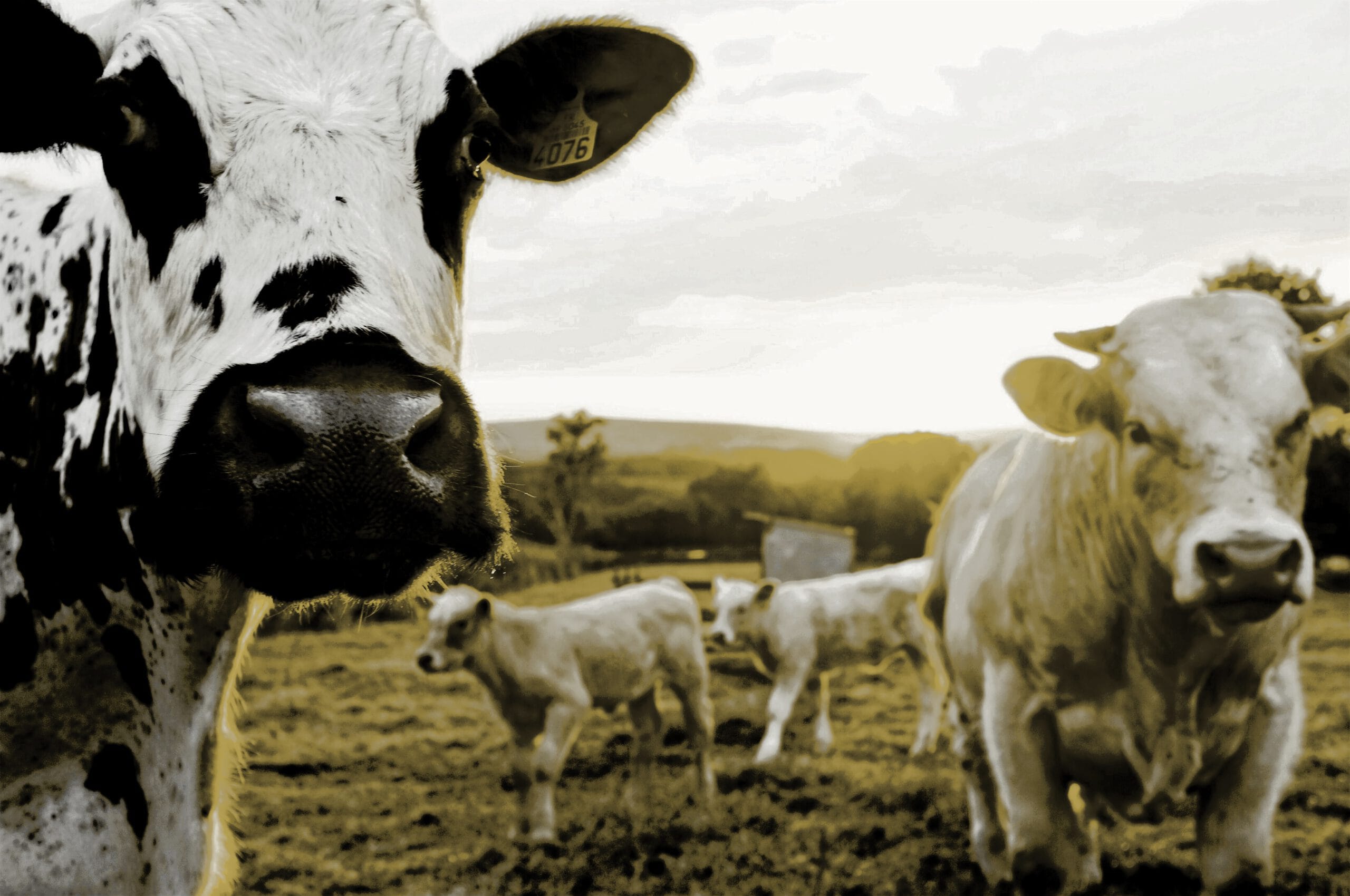 Rinderfarm Paraguay Cash-Cow-Deal: Holstein-Rinder auf grüner Weide für krasse 15% Rendite-Investments