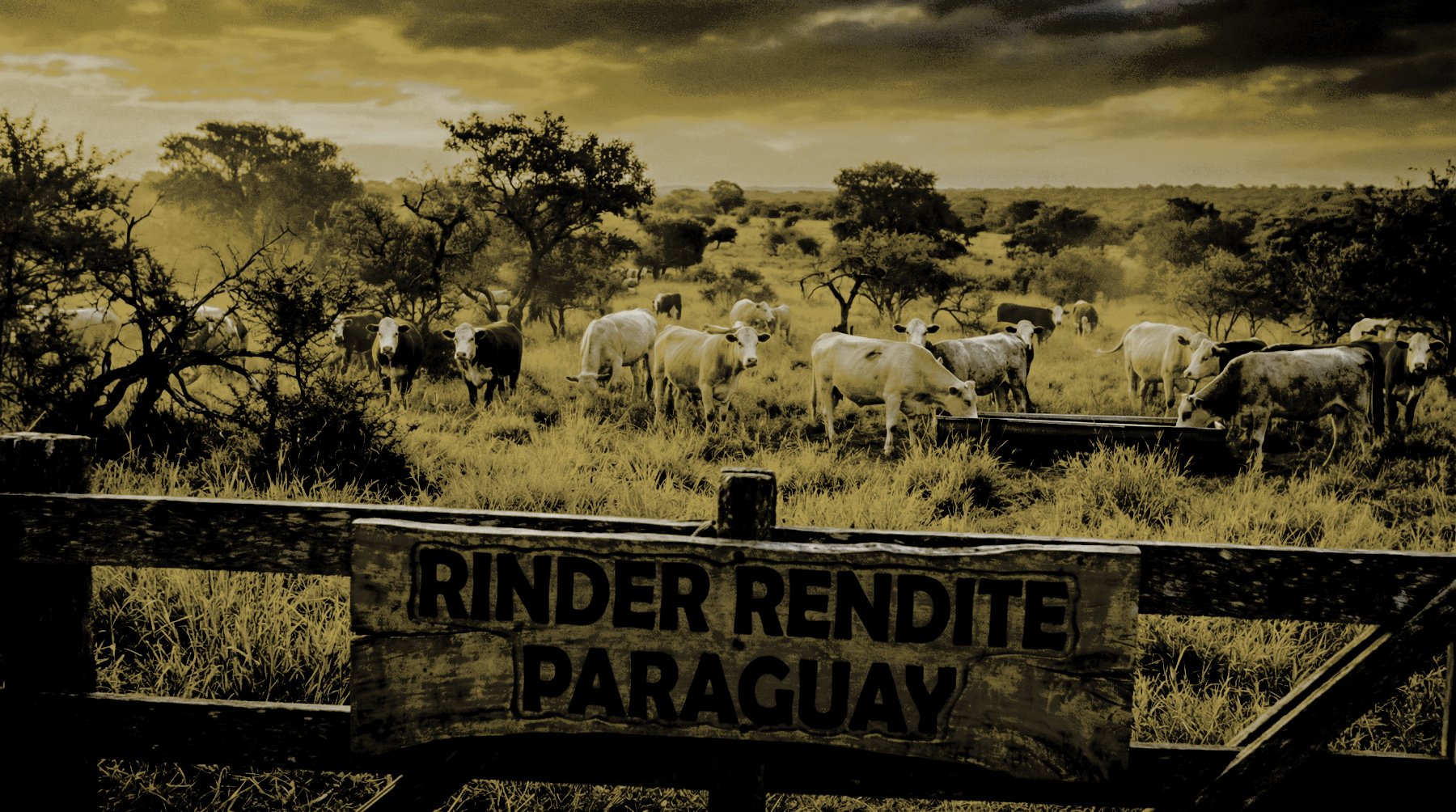 Rinderfarmen Paraguay Investition: Rinderherde auf Weideland zeigt lukrative Sachwertanlage Südamerika